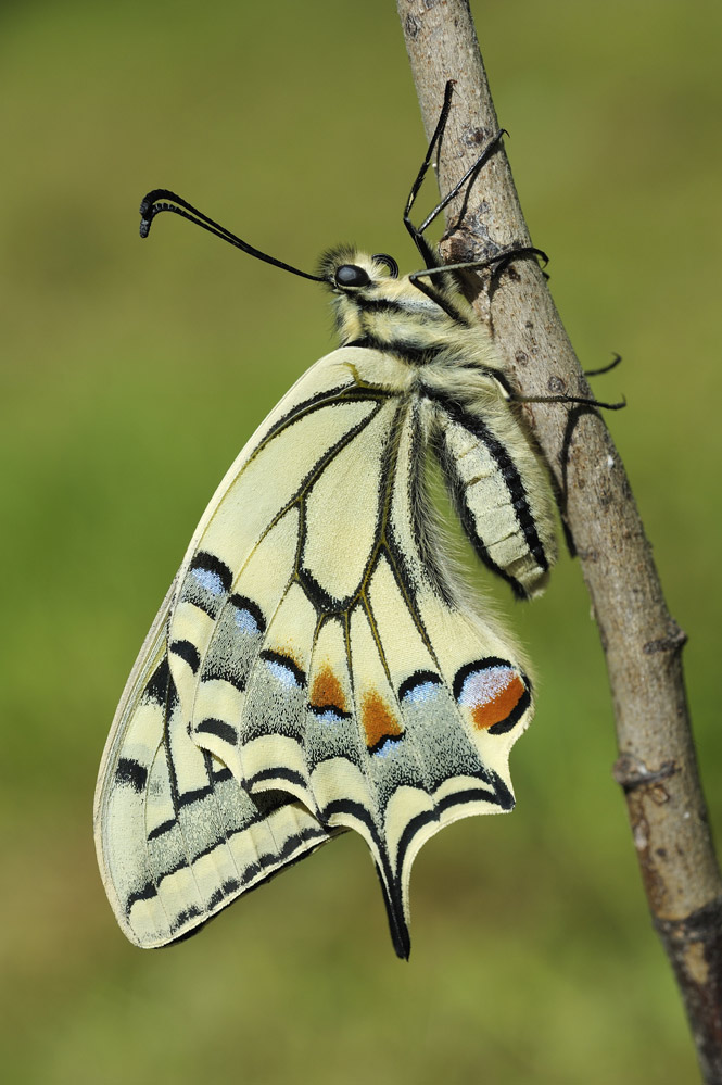 Machaon