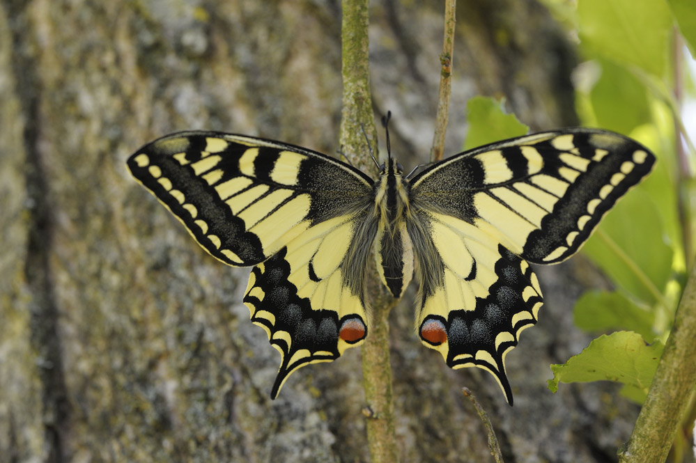 Machaon