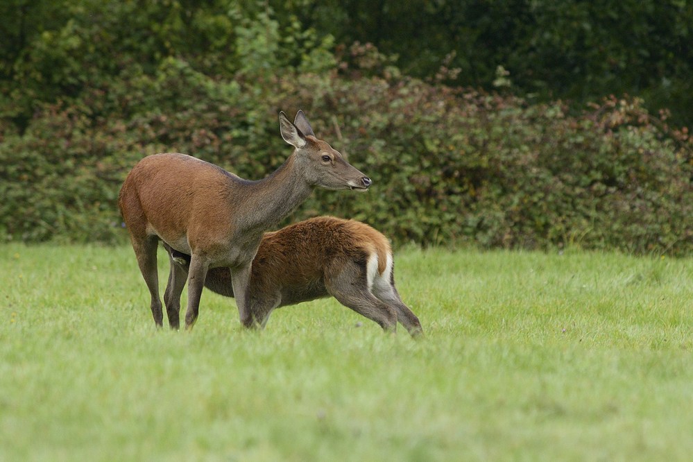 Biche et son faon