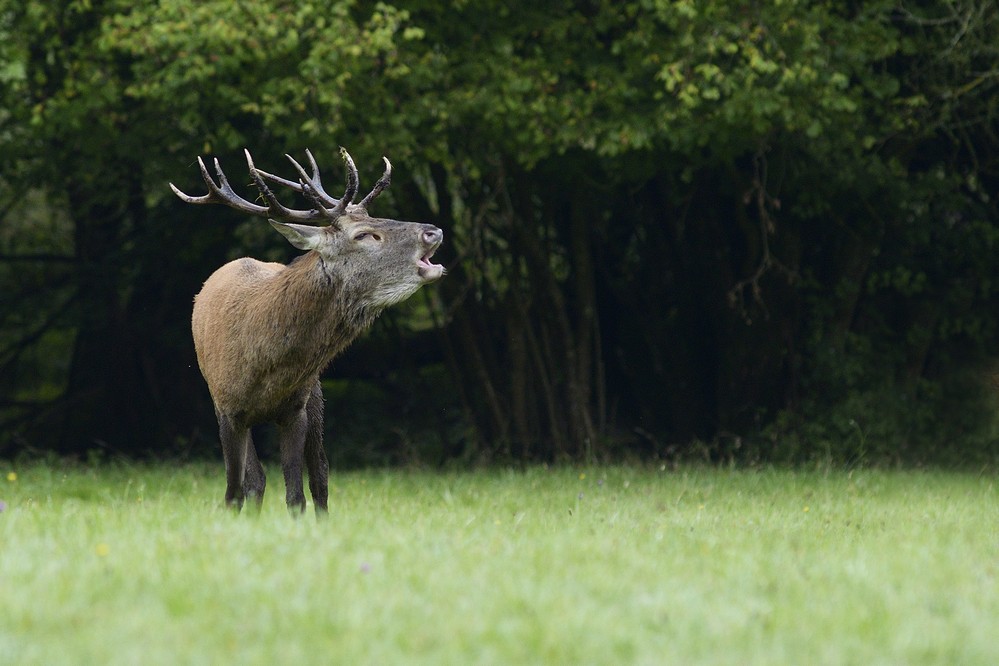 Cerf au brame