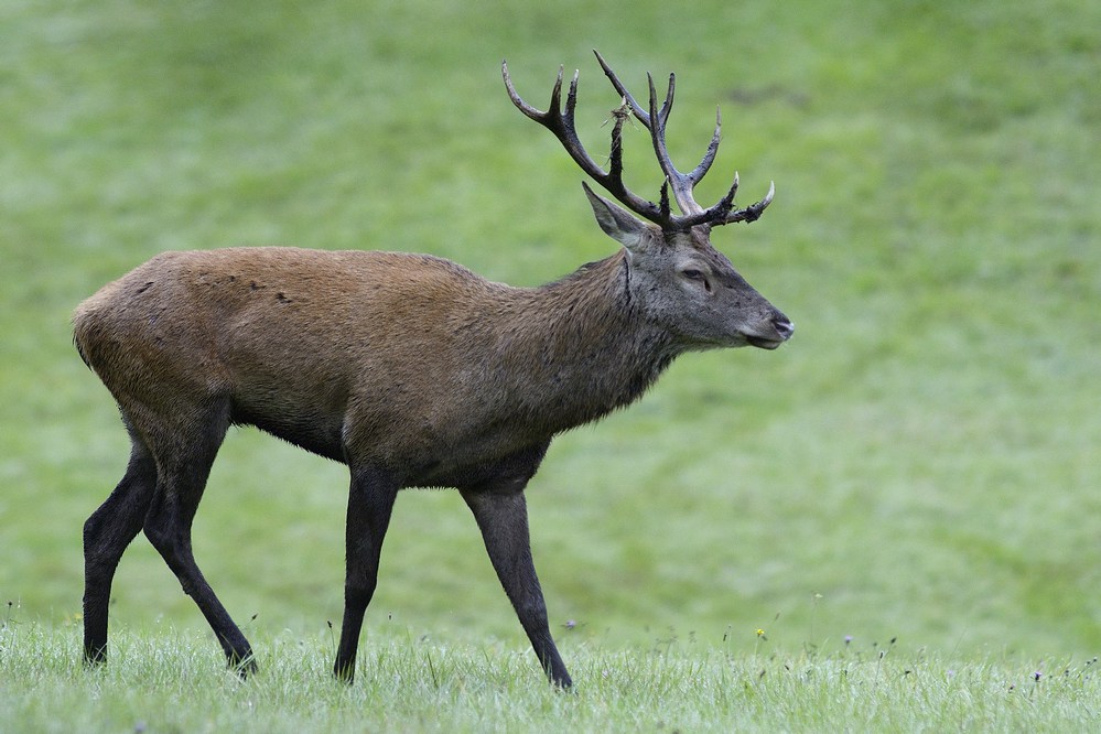 Cerf aux bois souillés