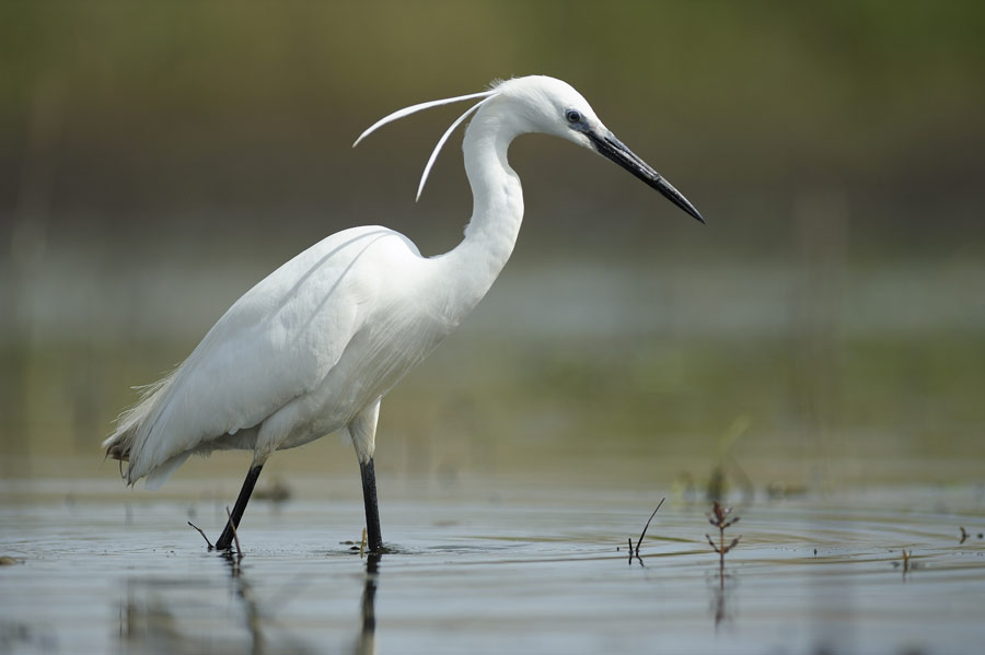 Aigrette garzette