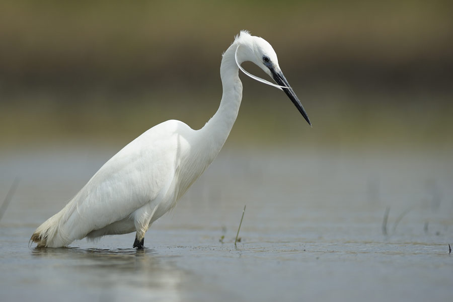 Aigrette garzette