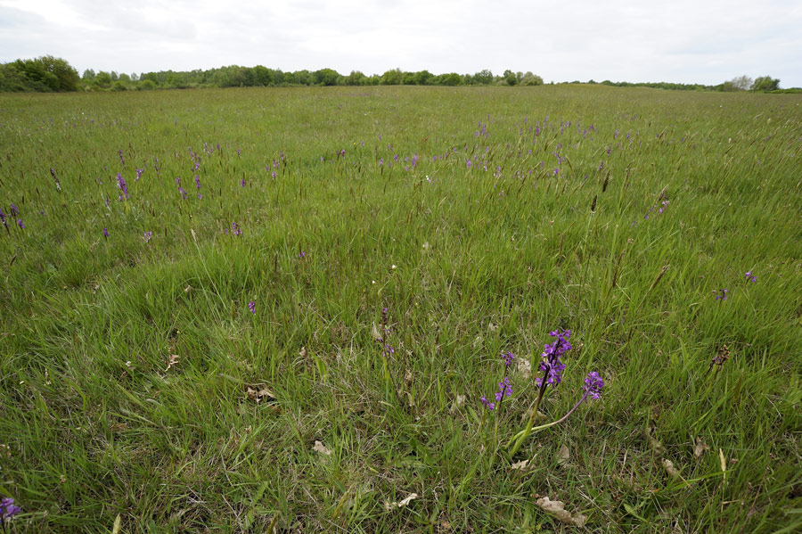 Prairie naturelle avec des orchis morio