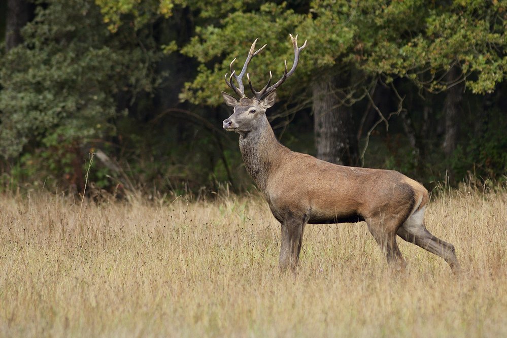 Jeune cerf