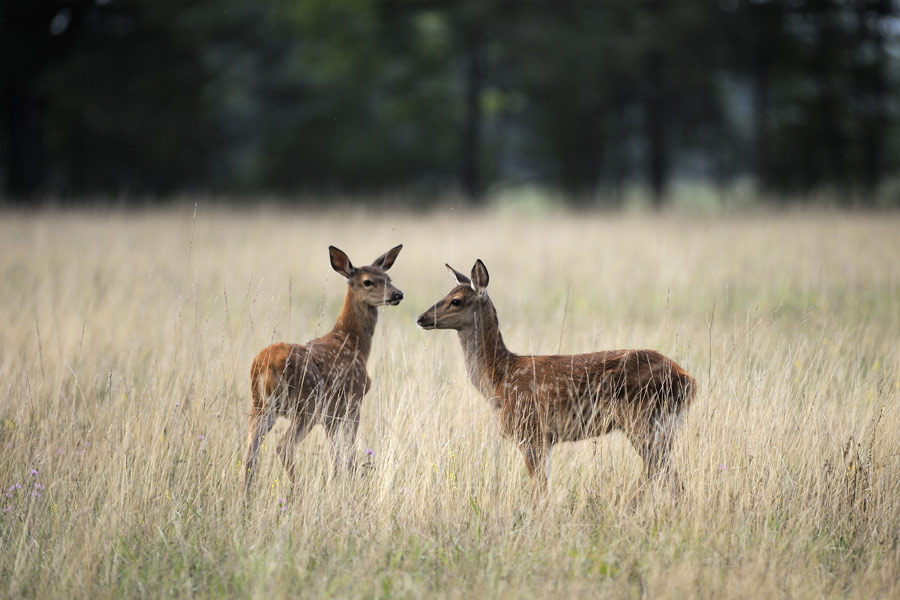 Faons jumeaux.