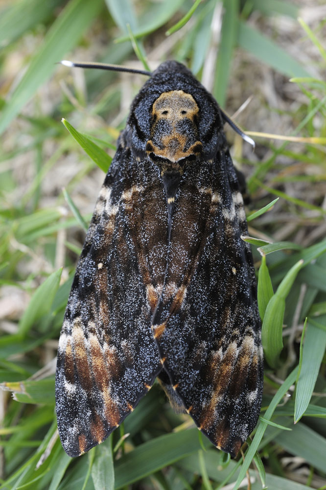 Sphinx à tête de mort.