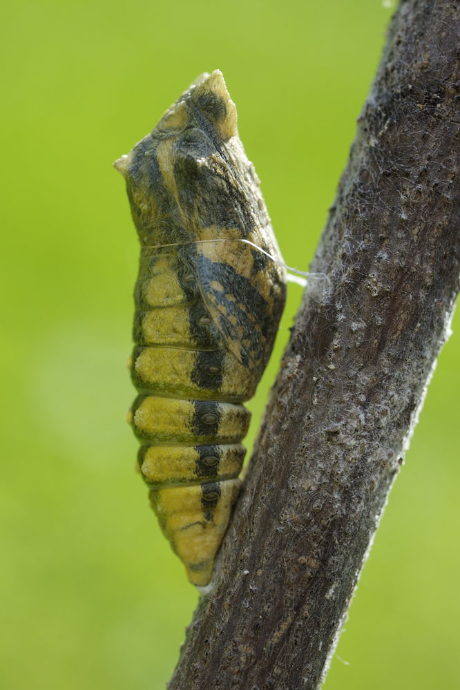 Chrysalide la veille de l'éclosion.