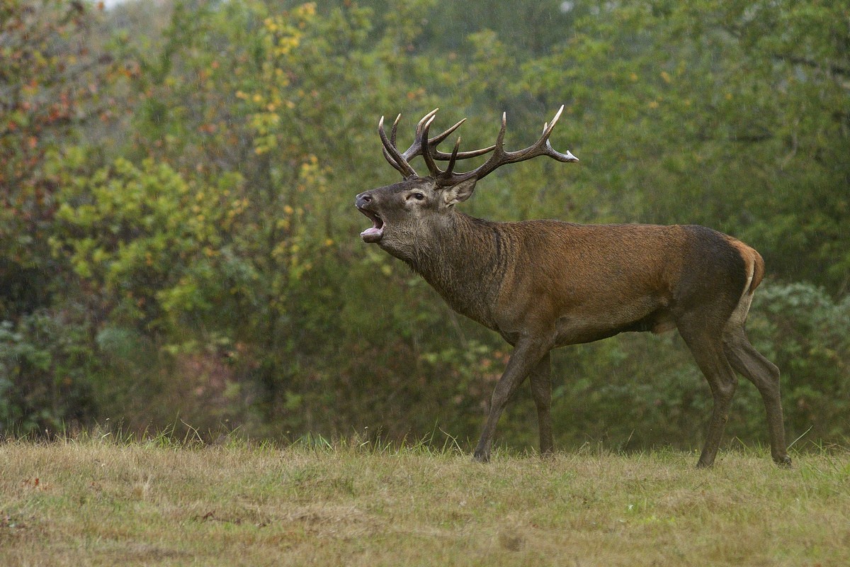 Cerf au brame.