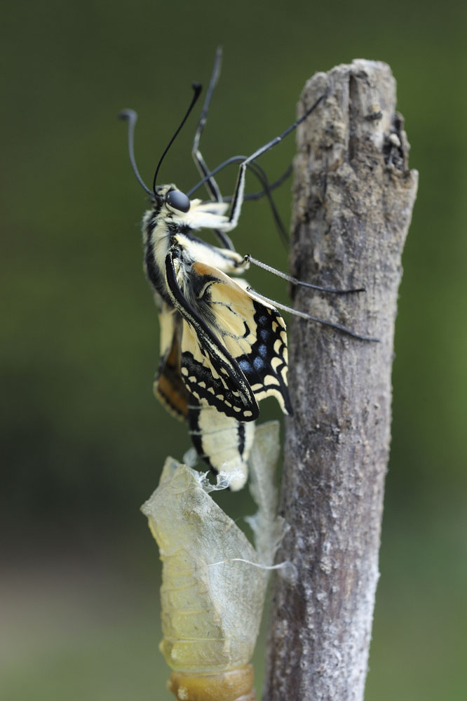 Emergence de l'imago.