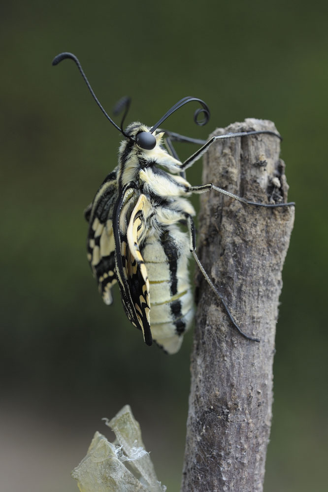 Emergence de l'imago.