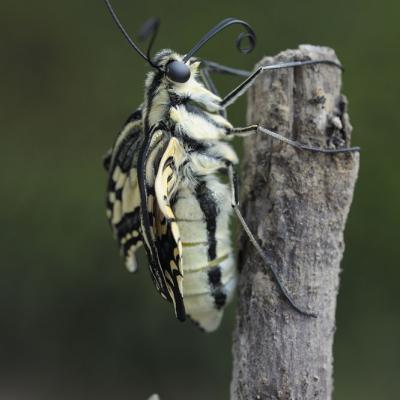 Emergence d'un papillon Machaon (diaporama).