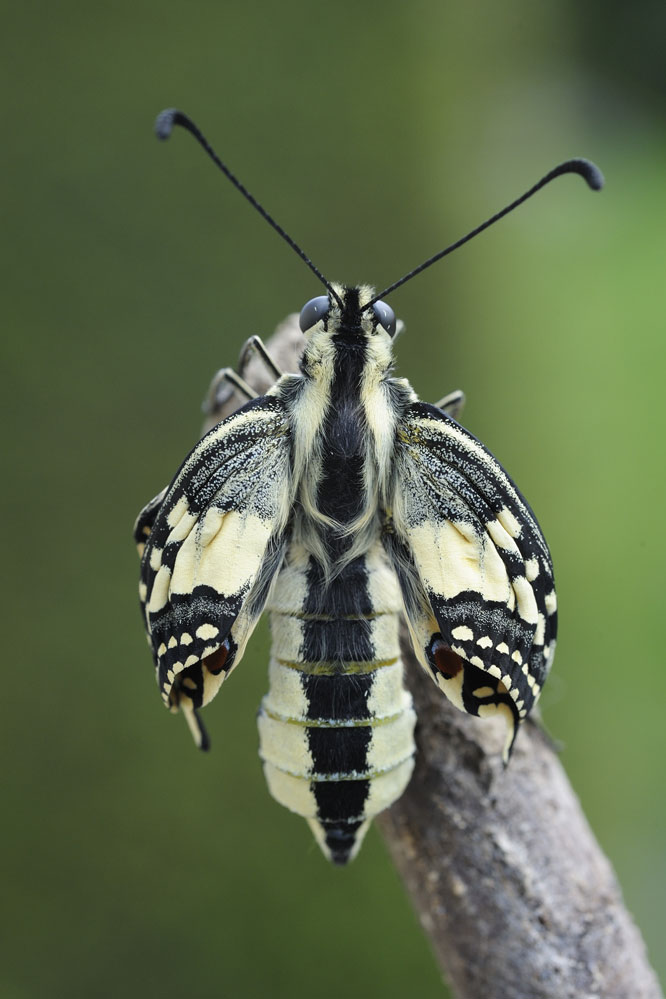 Emergence de l'imago.