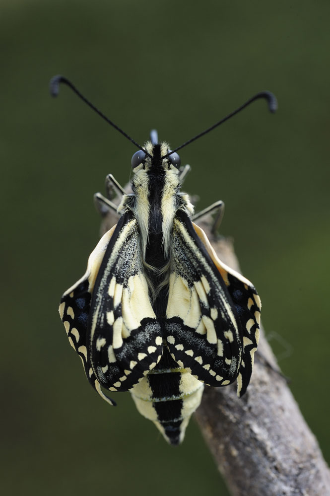 Emergence de l'imago.