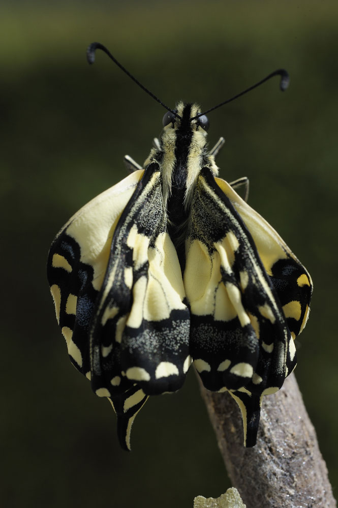 Emergence de l'imago.