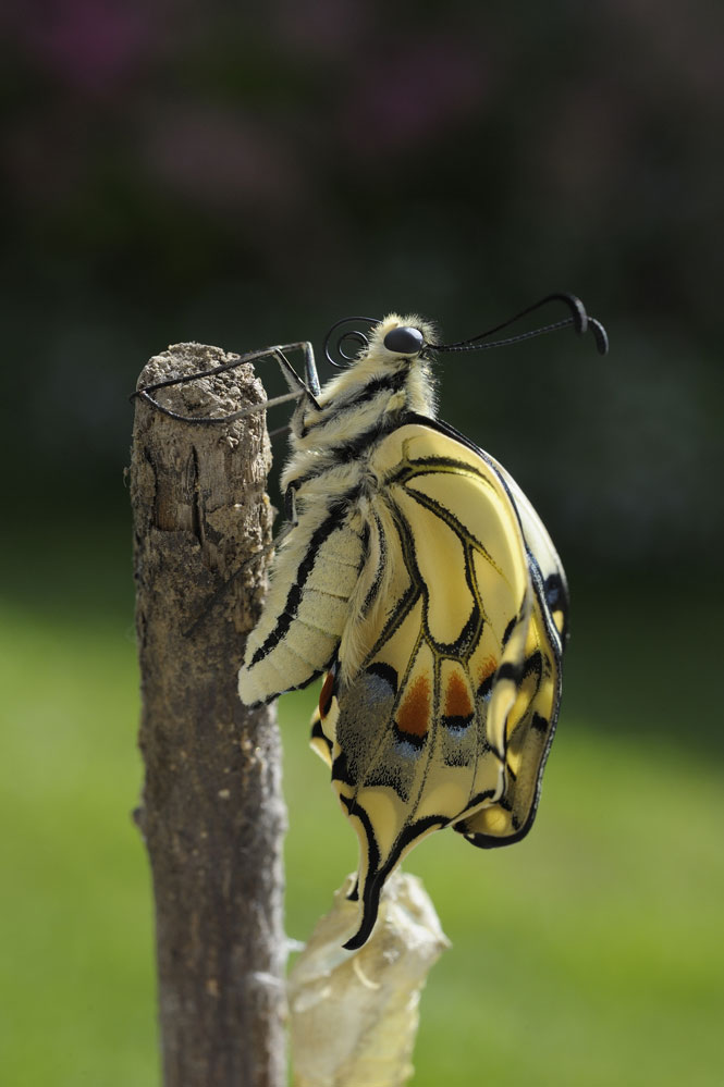 Emergence de l'imago.