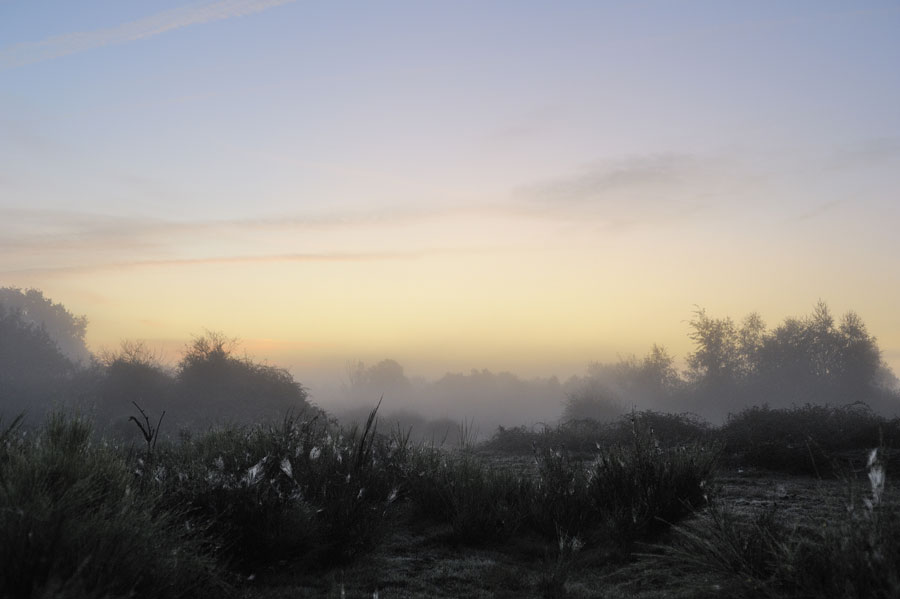 Aube sur une lande de Brenne