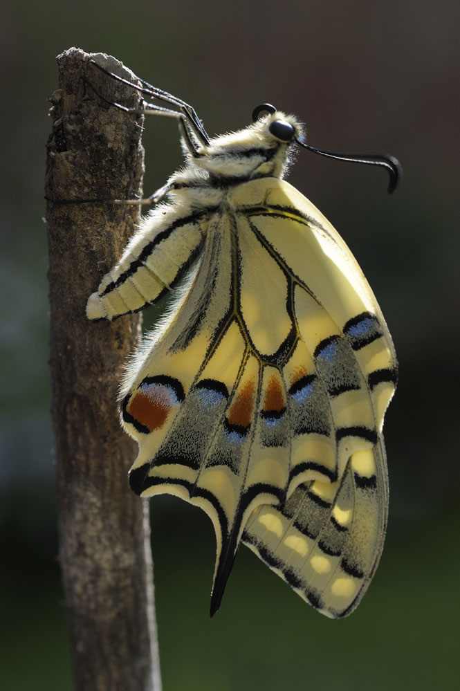 Emergence de l'imago.