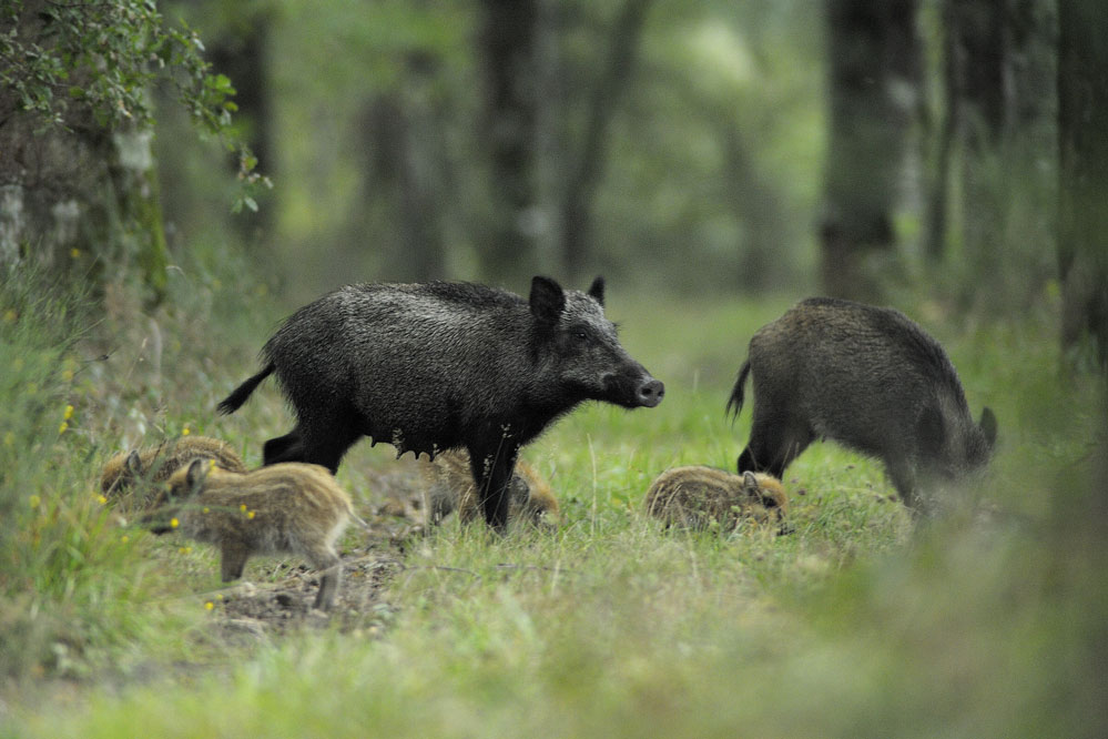 Sanglier ( compagnie de laie suitée ).