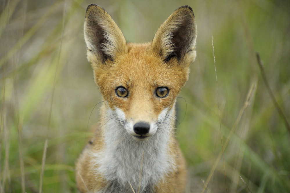 Renard roux (femelle )