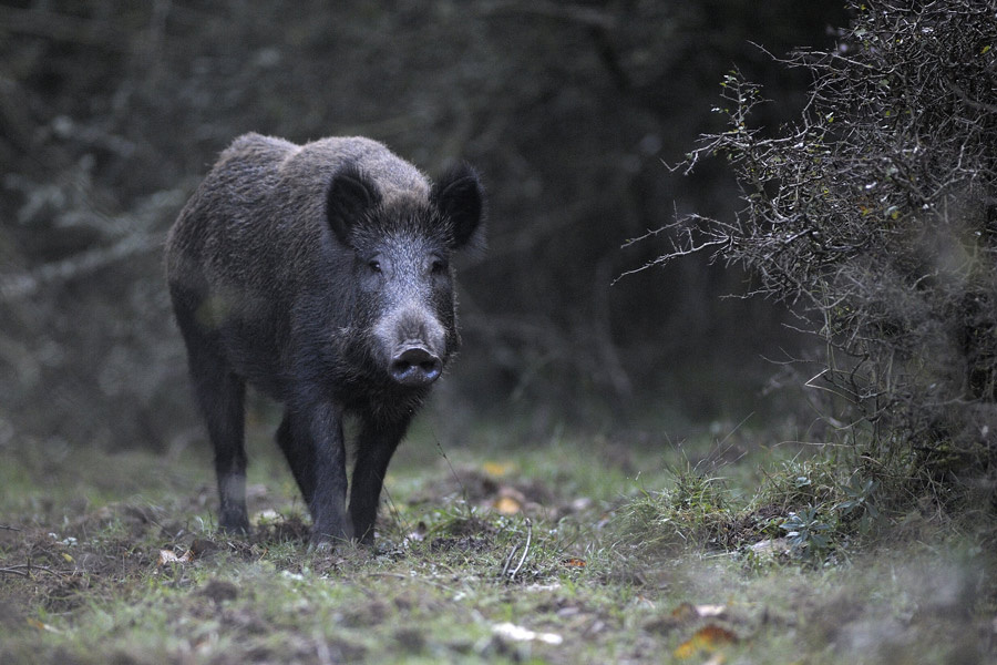 Sanglier d'europe