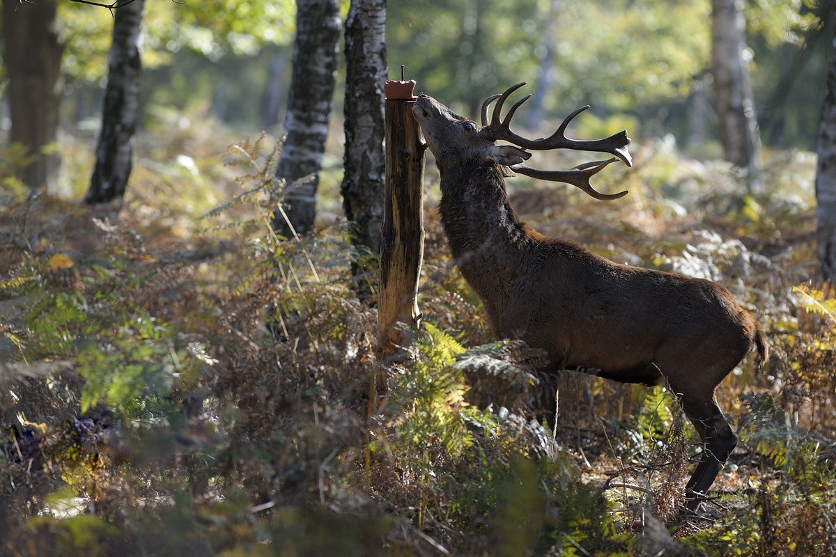 Cerf sur une pierre à sel.