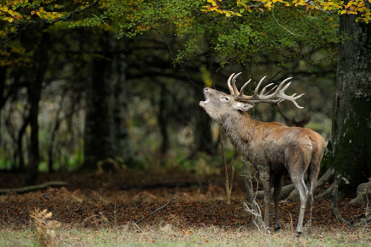 Cerf au brame.