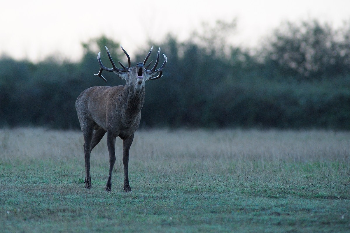 Cerf au brame.