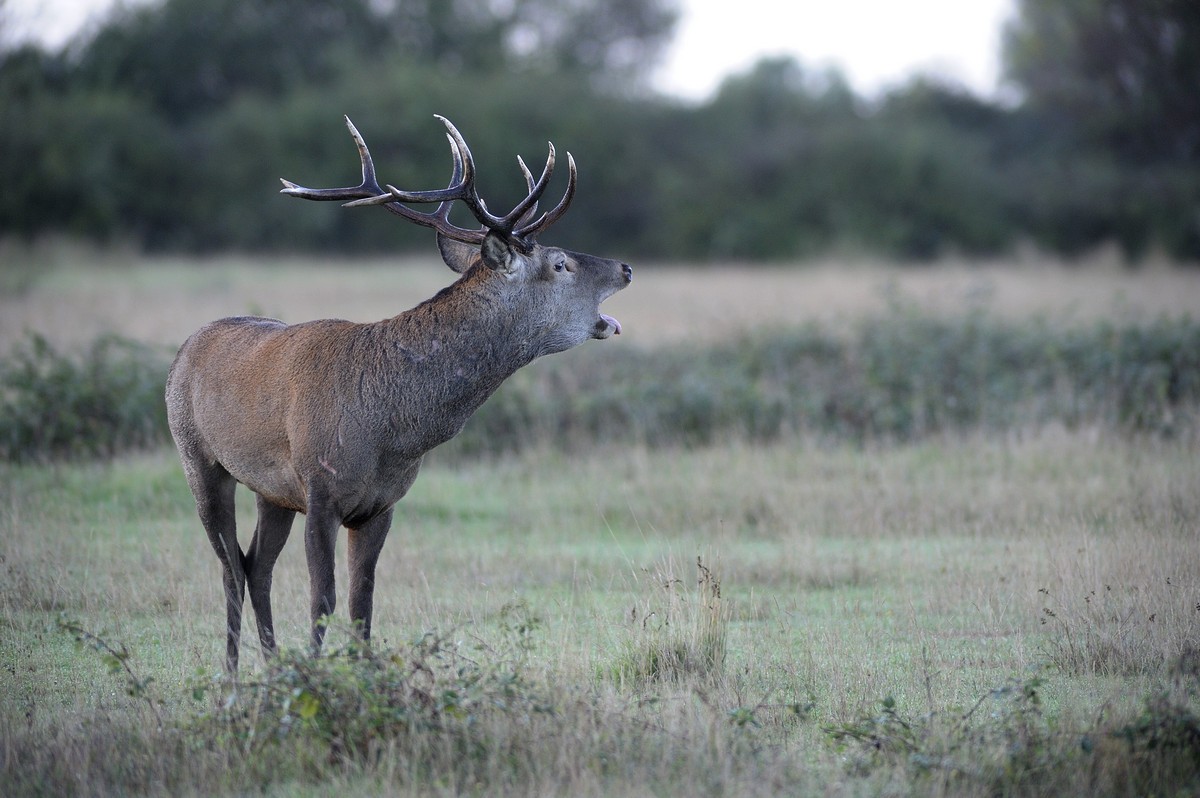 Cerf au brame.