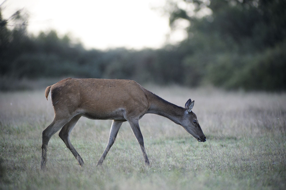 Biche .