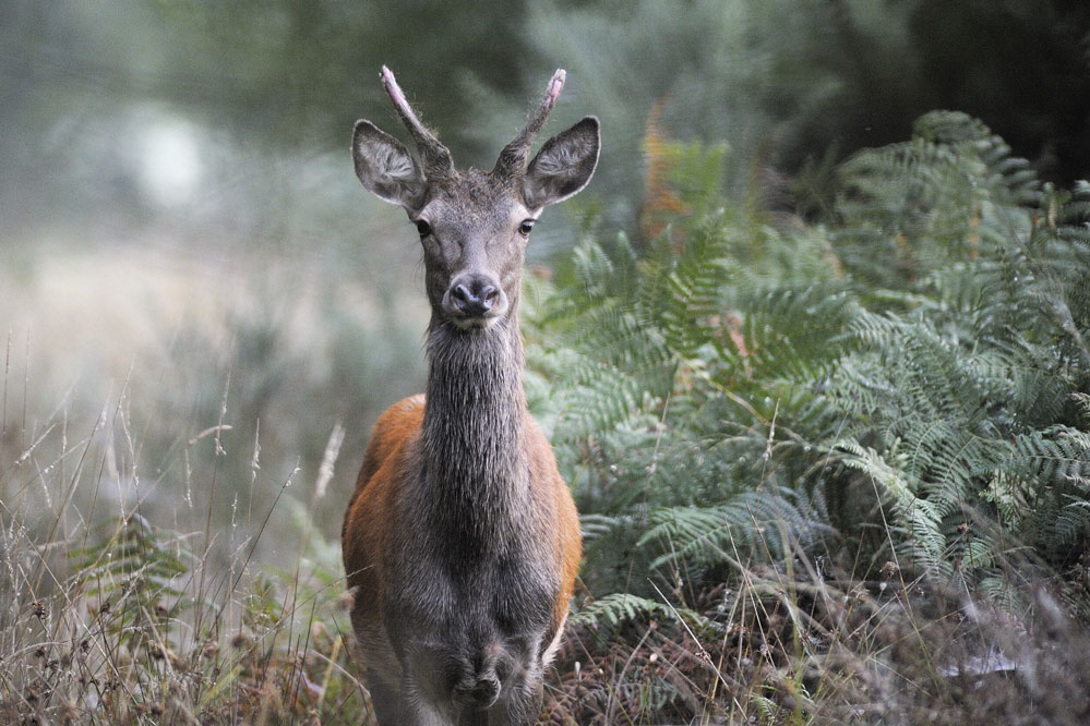 Cerf élaphe ( mâle daguet en velours qui dépouille ses bois )