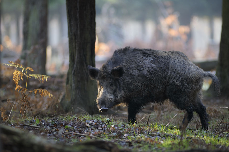 Sanglier d'europe