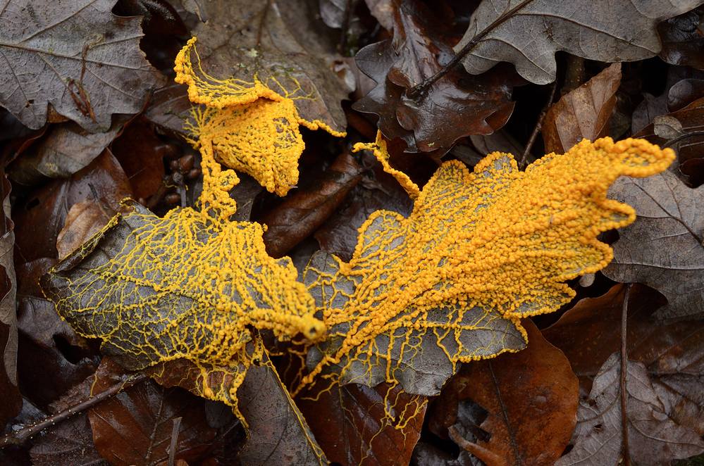 Blob Physarum polycephalum.