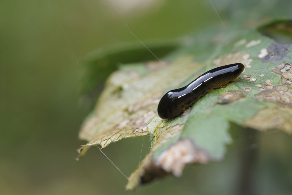 Tenthrède de l'aubépine ( larve).