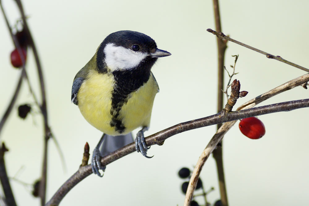 Mésange charbonnière