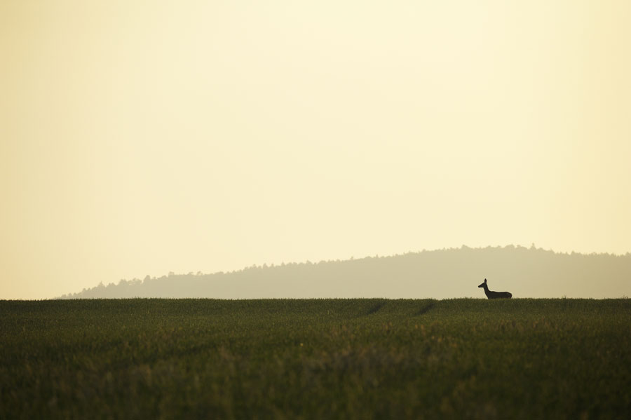 Passage d'une biche dans la plaine