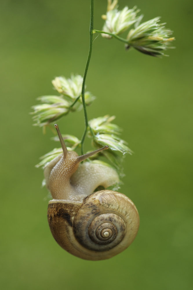 Escargot des prés.