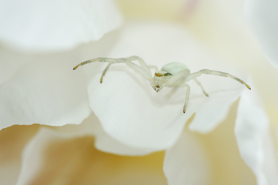 Araignée crabe.