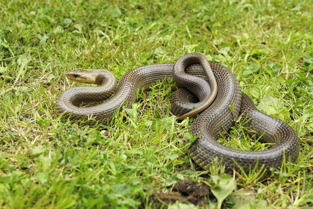 Couleuvre d'esculape