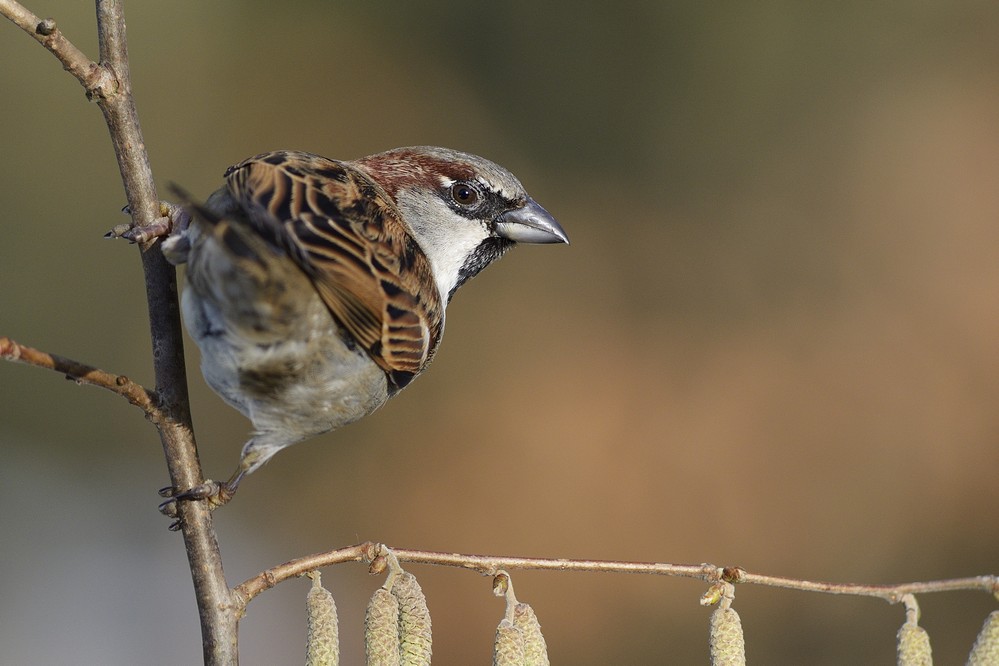 Moineau domestique mâle