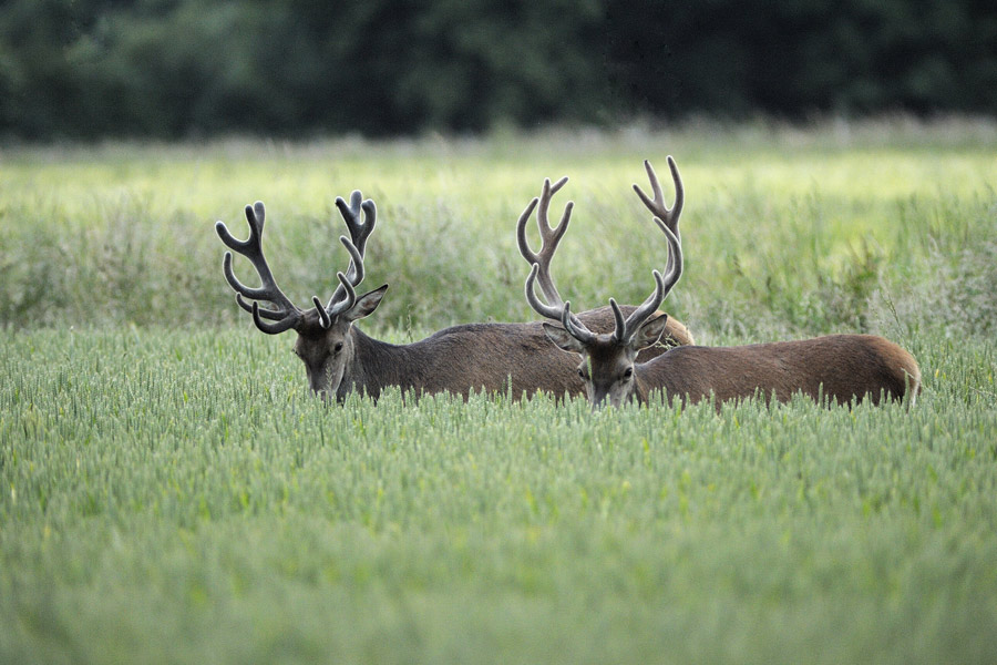 Cerfs en velours dans une culture.