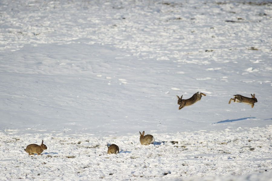 Lapin de garenne