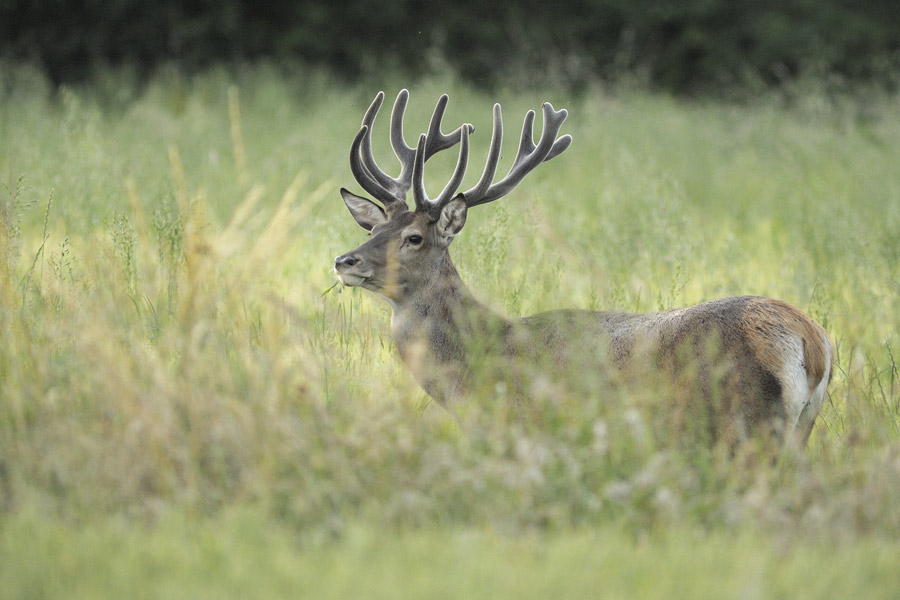 Cerf élaphe ( en velours )