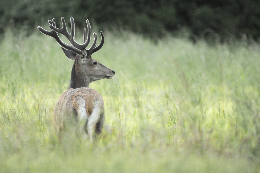 Cerf en velours dans une prairie.