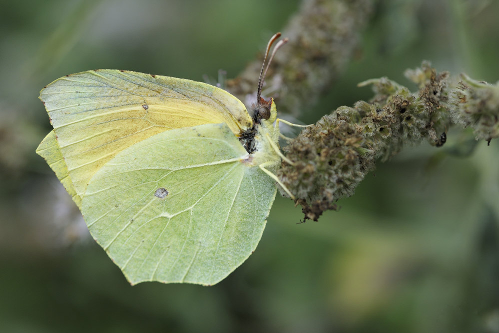 Citron de provence