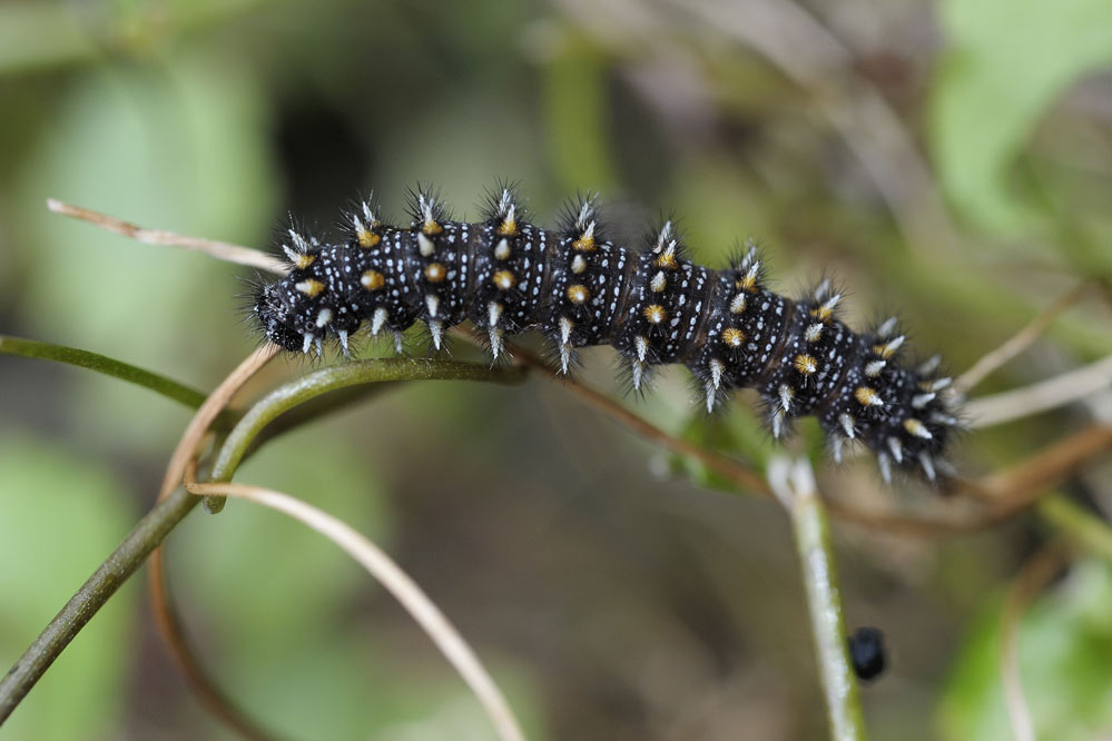 Mélitée des scabieuses (chenille)