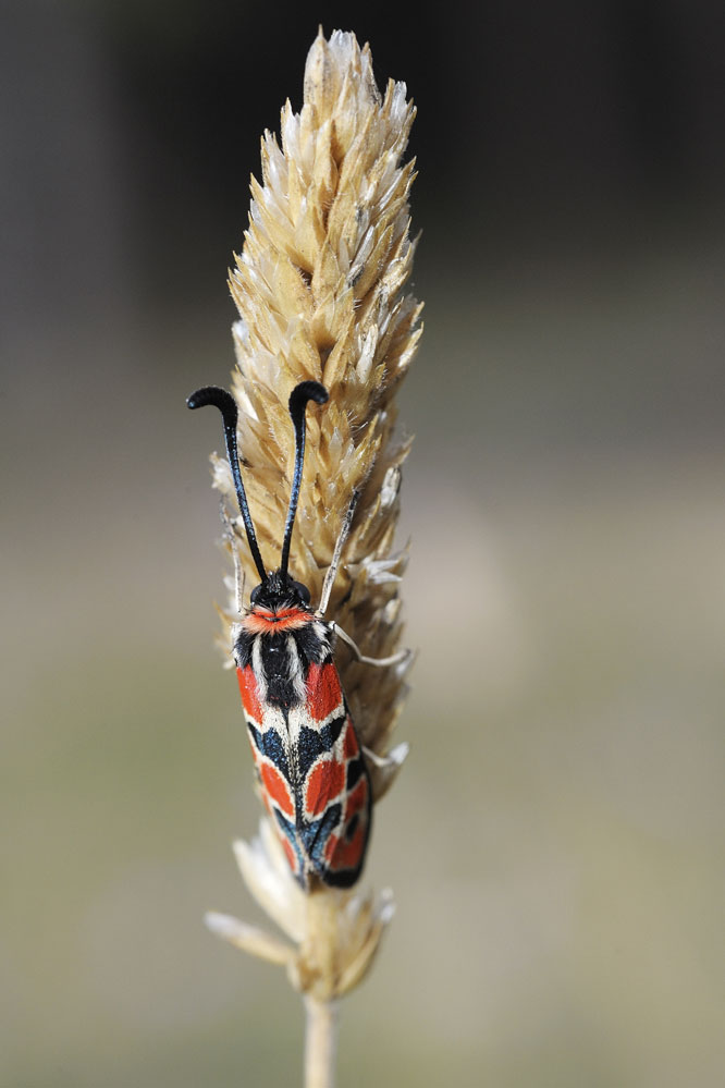 Zygène de la petite coronille.