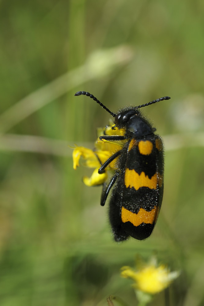 Méloïde ( Mylabris polymorpha).