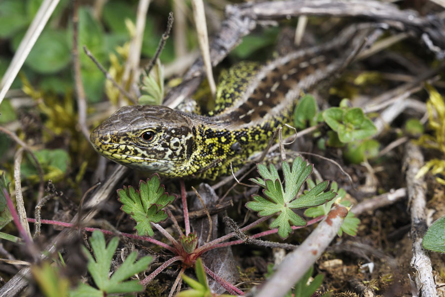 Lézard des souches mâle