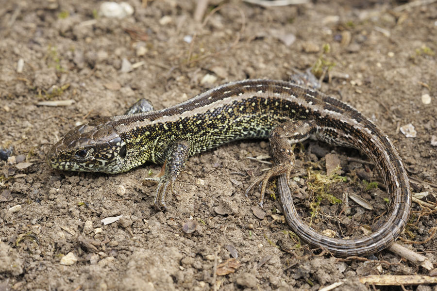 Lézard des souches mâle